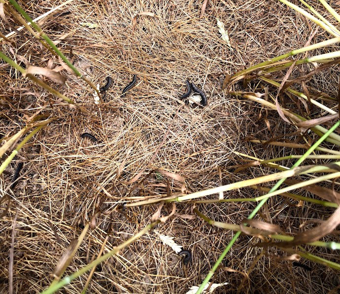 True armyworm larvae laying on residue